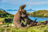 Wisata Pulau Komodo