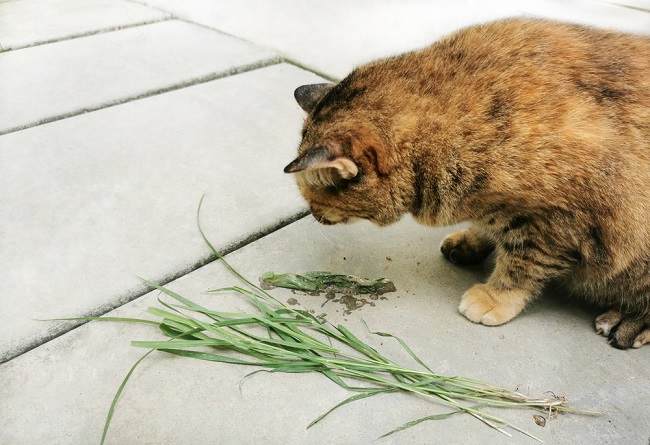 Memahami Jenis Muntah pada Kucing