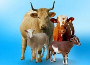 Syarat Sah Kurban Menurut Ajaran Islam, Cek disini! 1 Ilustrasi: Syarat Sah Kurban yang Perlu diketahui Oleh Umat Islam