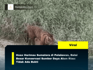 Hoax Harimau Sumatera di Pelalawan, Balai Besar Konservasi Sumber Daya Alam Riau: Tidak Ada Bukti 1 Hoax Harimau Sumatera di Pelalawan, Balai Besar Konservasi Sumber Daya Alam Riau: Tidak Ada Bukti