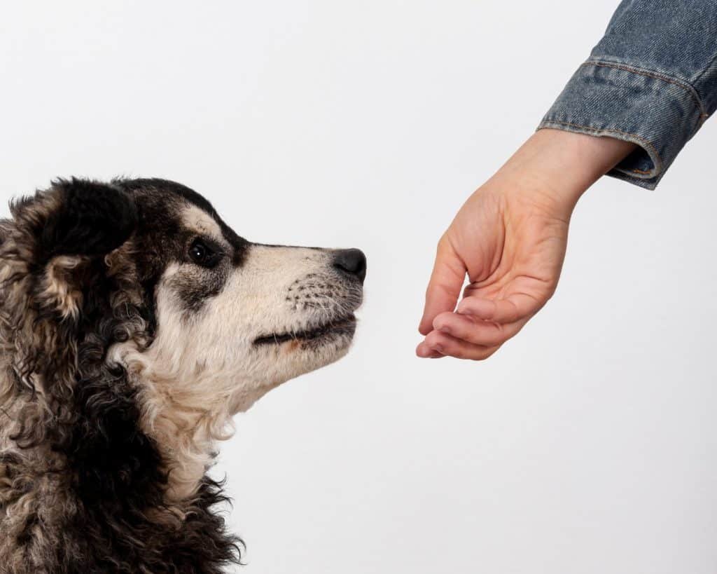 10 Cara Jadi Pawang Anjing Lewat BUMN 1 8 cara bisa dilakukan sebagai pawang anjing lewat BUMN (Freepik/@Freepik)