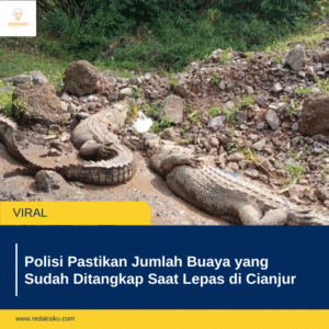 Polisi Pastikan Jumlah Buaya yang Sudah Ditangkap Saat Lepas di Cianjur