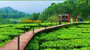 Bingung Mau Liburan ke Mana? Yuk, Intip 6 Destinasi Wisata Alam Jember! 16 Bingung Mau Liburan ke Mana? Yuk, Intip 7 Destinasi Wisata Alam Menarik di Jember!