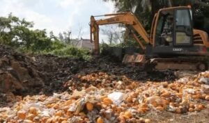 Aksi Warga di Kecamatan Asahan Keruk Tanah Demi 9 Ton Mangga Ilegal dari Thailand yang Sudah Dimusnahkan Bea Cukai Viral 1 Bea Cukai Dumai musnahkan puluhan ton mangga ilegal dari Thailand, tapi malah berujung dijarah warga. (Foto: Instagram @bckanwilriau)